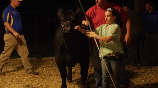 cattle 2